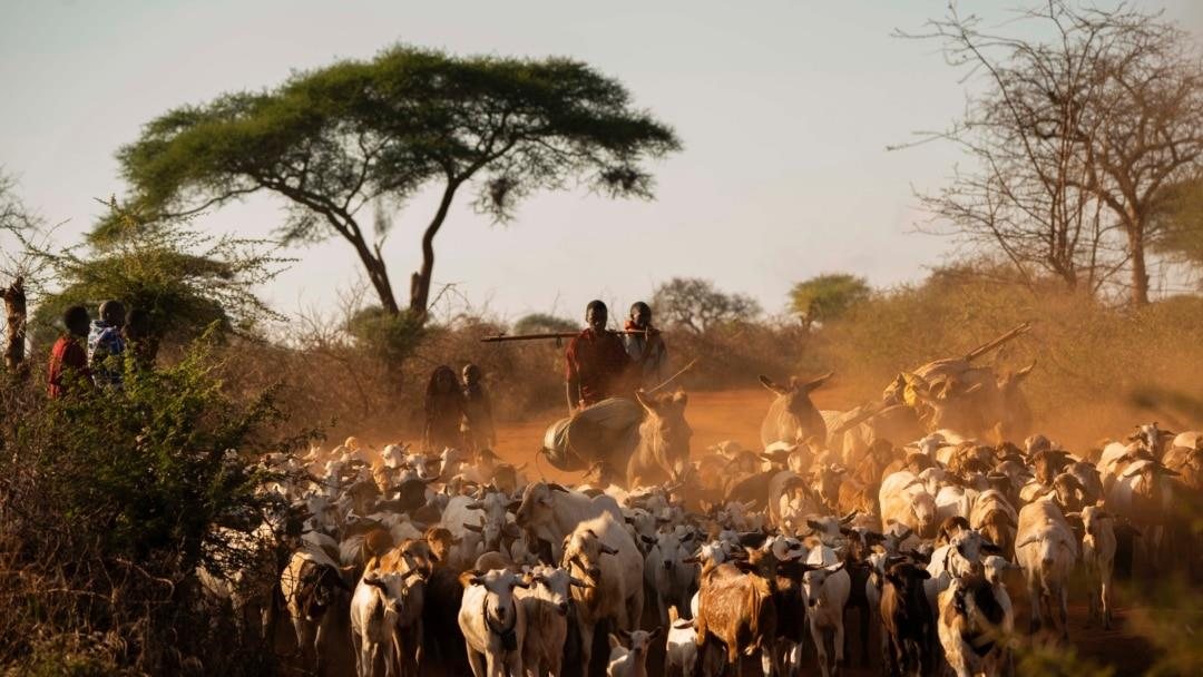 A farmer standing with cattle in a maize field